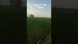 Paddy pb-1885 70 days #shorts #crazychaskatv
