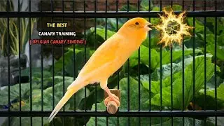 The Best Canary Training Song‼️ Belgian Canary Singing Very Loudly🐦