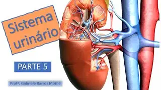 SISTEMA URINÁRIO - parte 5 (anatomia veterinária)