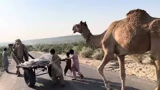 Camel Cart😱