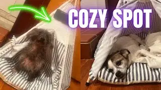 Glow Pups Dog Teepee Bed for Small Dogs with Soft Cushion - Security for Dogs Who Like to Be Covered