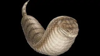 Cryptids and Monsters:  Tsuchinoko, the snake-like being from Western Japan folklore