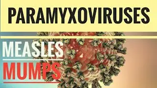 Парамиксовирусы - Корь | Свинка | РСВ | Круп
