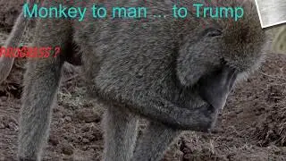 Troop of baboons, Masai Mara