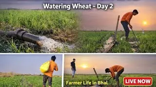 આજે પણ ઘઉંમાં પાણી ચાલુ છે 🌾 | Wheat Irrigation LIVE | Khedut Life in Bhal