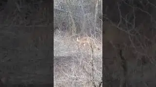 Doe in the grass
