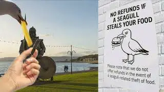 Seagulls Stealing Your Chips in Largs!