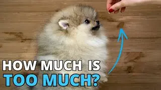 How Much and How Often should I feed my Pomeranian Puppy?