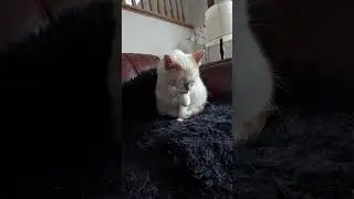 maomao cleaning