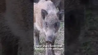 wild boar vs hyena #animal #wildlife #animallovers #facts #animals #nature   #wildboar #hyena