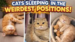 Cats Sleeping in the Weirdest Positions 😹 | Funniest & Cutest Cat Video #cat #catvideos #fypyoutube 
