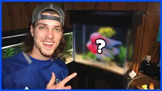 Setting Up My FLOWERHORN TANK!