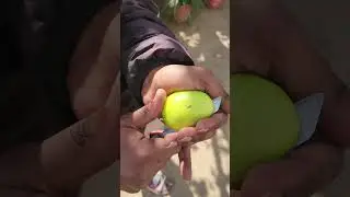 Thai Giant jujube fruit #berfruit #thaiber #giantjujube #jujubefruit #jujube #fruit #thaifruit #yt