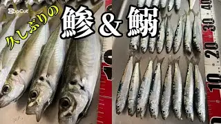 ＃15  久しぶりの鯵&鰯