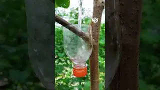 ( air layering ) 🌳using the simple hanging bottle method. #airlayering #grafting #fblifestyle #craft