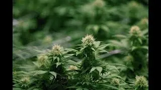 Quebec tables cannabis legislation