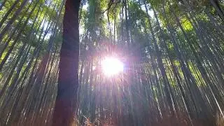 2019 Kyoto Japan Tenryuji Temple