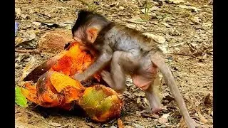 Adorable Baby Monkey Lizza - Baby Monkey Lizza Hungry Palm Fruit