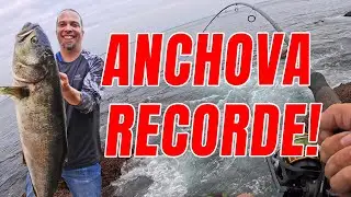 Anchova Monstro! Recorde Pessoal e Luta Feroz!