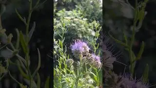 Hummel auf Phacelia 🐝