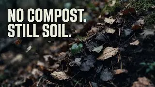The Forest Floor Mulch Trick That Makes Soil Without Composting