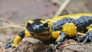 Salamanders are intriguing and unique amphibians