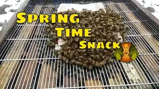 Quick Check of Pollen Patties (S.15 Ep.3)