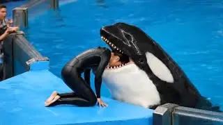 jessica radcliffe orca attack full story || jessica dolphin accident real or fake.