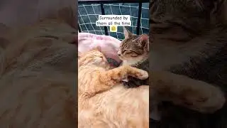 I'm feeling lonely now 😭 #catshorts #catgrooming #catvideos