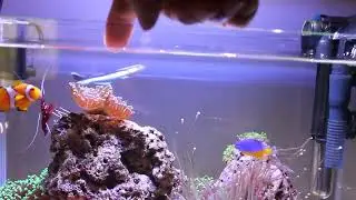 Lysmata debelius Acquario marino 21 litri nanereef 5 gallon