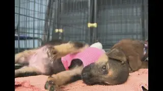 Puppies rescued by Paws of War to be paired with veterans