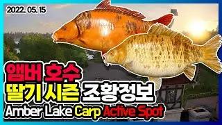 220515 엠버 호수 딸기 시즌 조황정보 Amber Lake Active Carp Spot l 러시안피싱4 Russian Fishing 4 RF4