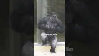 Huge Silverback Gorilla Vocalization & Massive Chest Beating!! #gorilla #shabani