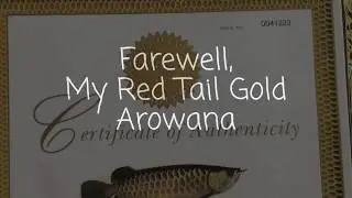 Farewell My Classic Red Tail Gold (RTG) Arowana