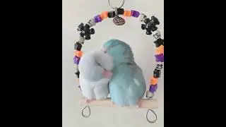 Video Collection of Wildelife Animals 8К 12