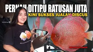 PERNAH DITIPU RATUSAN JUTA, IBU 3 ANAK INI KINI SUKSES JUALAN IKAN DISCUS | MECCANIZAM DISCUS