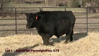 Lot 1 DutchFlat PayweightPlus I175