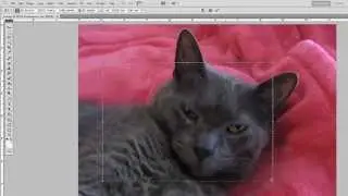 photoshop selection tools 003 transform selection