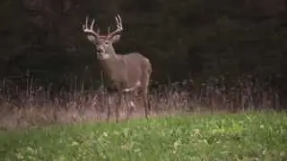 Hunting with Moose Utility Division