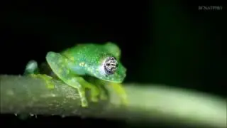 Sachatamia albomaculata
