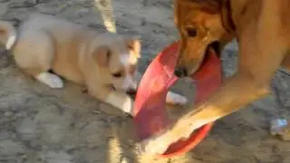 5 week old Carolina Dog puppies