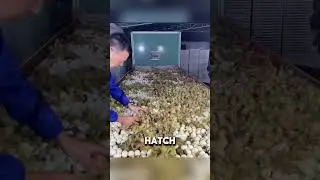 🦆Традиционное разведение уток