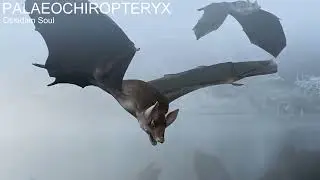 Miraculous Lives: Bats
