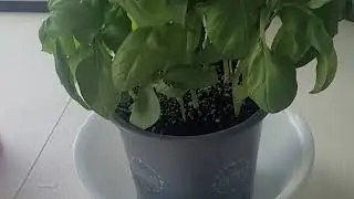 Tip for healthy Basil Plant