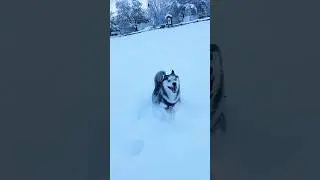 Deep Snow Doggy #music #song #dog