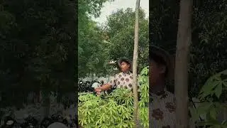 Sekolah Inovatif Ketahanan Pangan (SIKAP) || SMA NEGERI 2 LAMONGAN