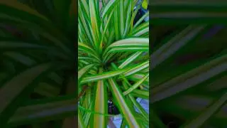 🪴 Plants Hair Fall 🤣 #funny #care #plantcare #wintercare #short #gardening #plants #homrplants