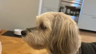 Chaotic Dishwasher Vlog 