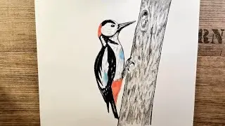 How to Draw a Woodpecker / Drawing a Woodpecker Bird with Colored Pencils and Charcoal / Pencil Art