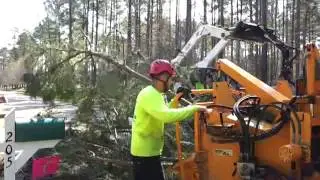 Chipping Pine tree top with 12